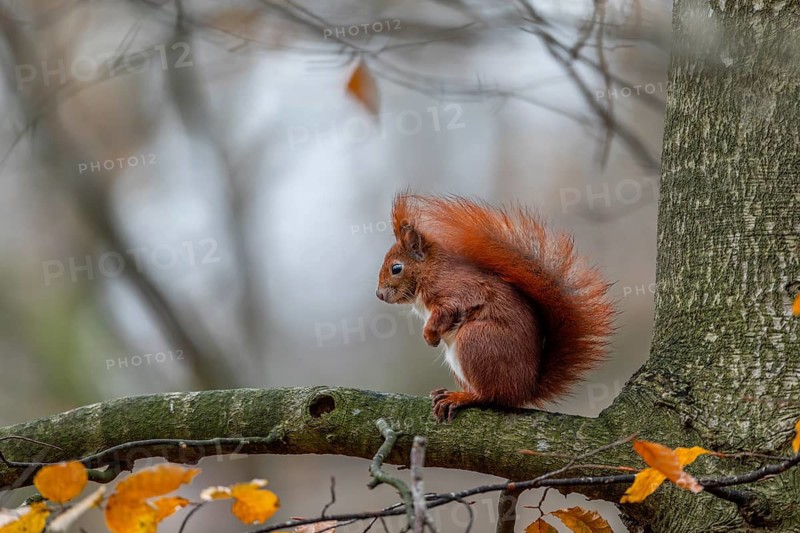Sitting motionless on a beech branch, a squirrel (Sciurus vulgaris) observes the surroundings, watchful, cute, cute, December, Germany