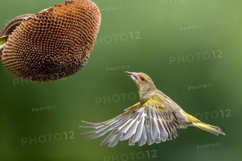 European Greenfinch (Chloris chloris) male at a sunflower (Helianthus annuus), Mecklenburg-Western Pomerania, Deutschland