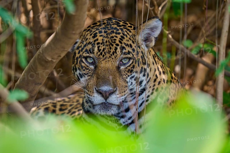 A jaguar with a penetrating gaze hides behind plants in the jungle, Jaguar (Panthera onca), Pantanal, Mato Grosso, Brazil