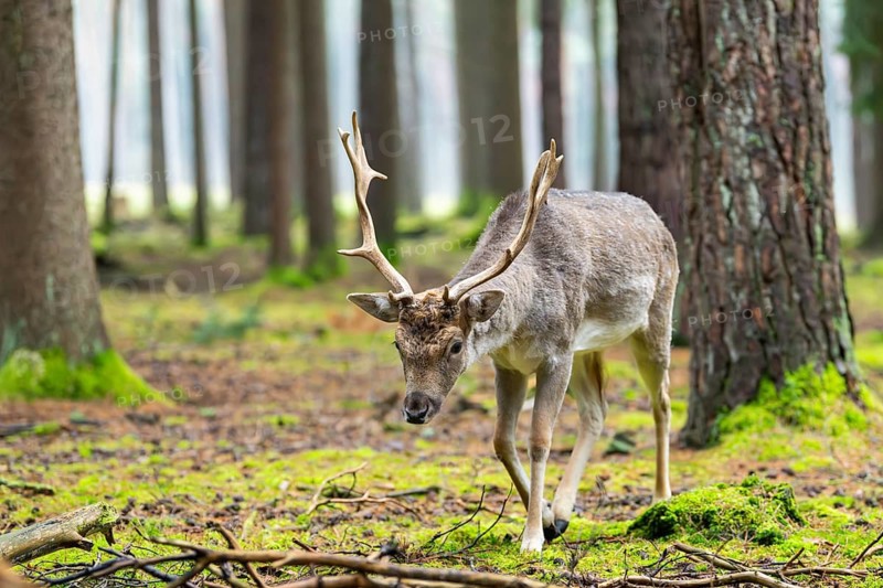 European fallow deer (Dama dama) buck in a forest in autumn, Bavaria, Germany