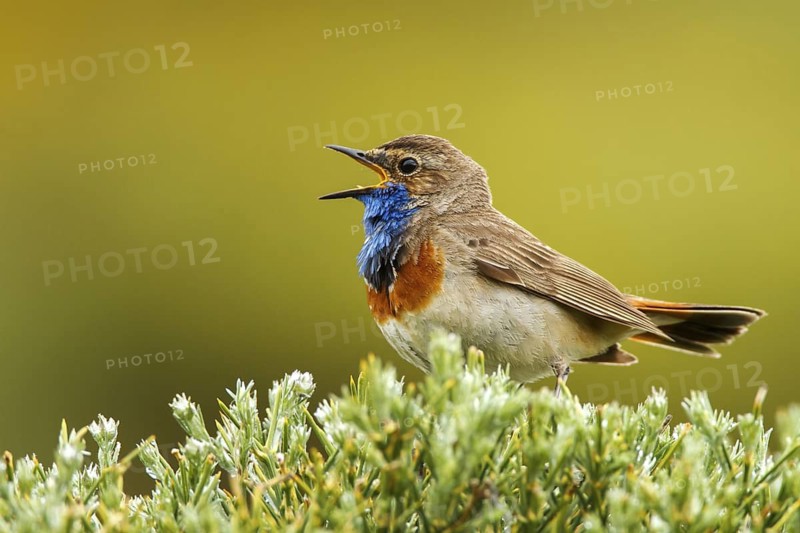 Bluethroat (Luscinia svecica cyanecula) male singing, Avila, Spain