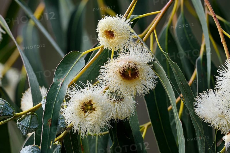 Tasmanian blue gum or common fever tree (Eucalyptus globulus), flowers and leaves, Algarve, Portugal, native to Australia