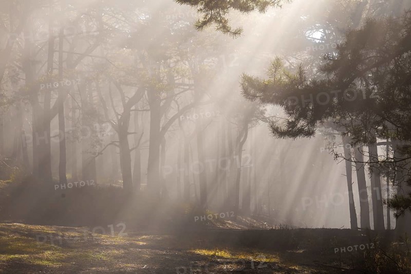 Gentle rays of sunshine break through the morning fog in the Palatinate Forest and immerse the quiet forest in an almost fairytale, quiet atmosphere