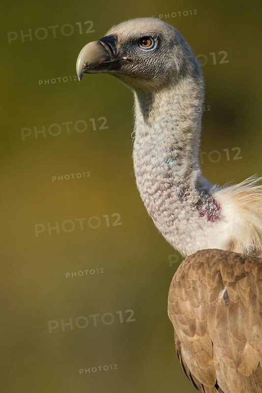 Griffon Vulture (Gyps fulvus), portrait, Castile and Leon, Spain