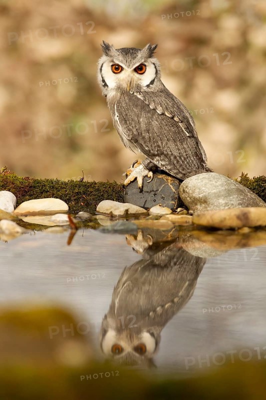Southern White-faced Owl (Ptilopsis granti) captive, Germany