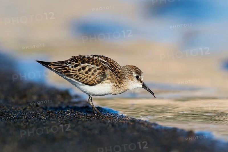 Little Stint (Calidris minuta) foraging, Eilat, Israel