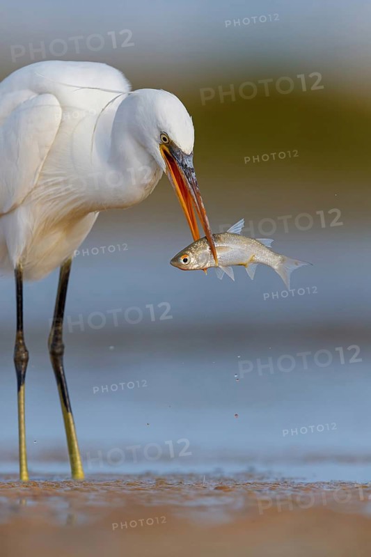 Western Reef Heron, Western Reef-Heron, Western Reef-Egret, (Egretta gularis), Garceta Dimorfa, Raysut, Salalah, Dhofar, Oman