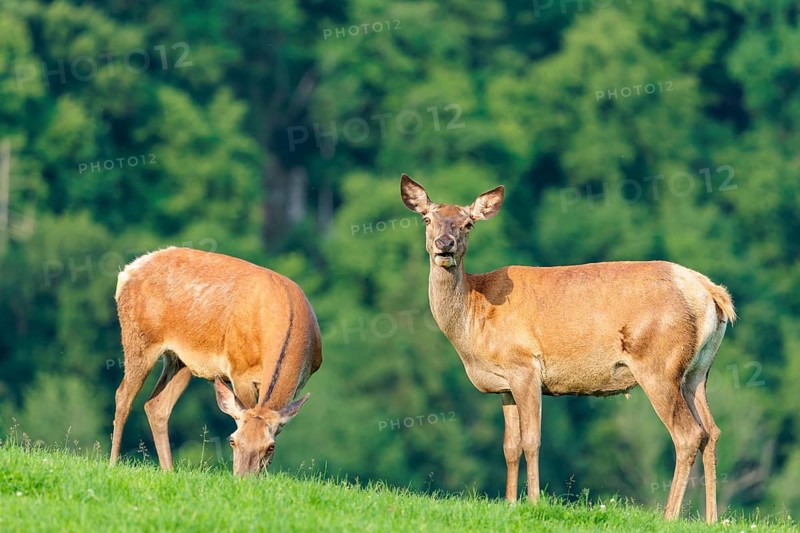 Two red deer hinds (Cervus elaphus) graze face to face in a green meadow in hilly terrain. A forest can be seen in the background. Bavaria, Germany