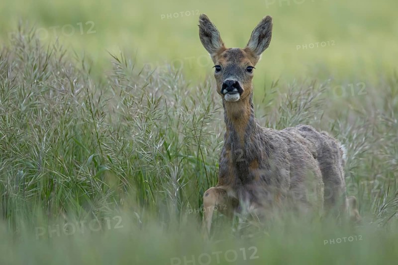 Roe deer (Capreolus capreolus) adult female doe animal in a farmland cereal field in summer, Suffolk, England, United Kingdom