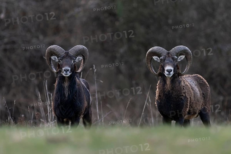 Mouflon (Ovis gmelini), Bitburg, Rhineland-Palatinate, Germany