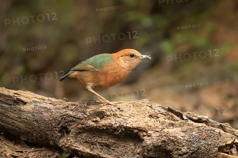 Rusty-naped Pitta (Hydrornis oatesi), Pahang, Malaysia