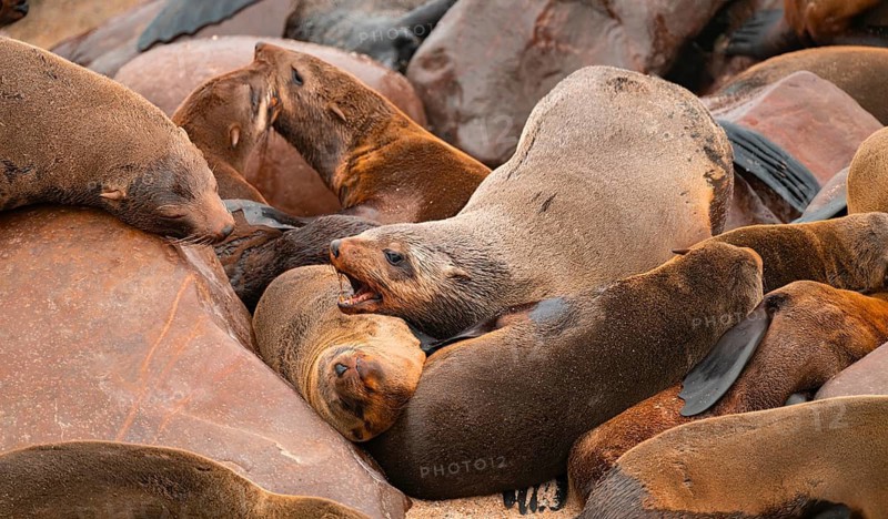 Seal colony, fur seal, Cape fur seal (Arctocephalus pusillus), Cape Cross, Atlantic coast, Namibia