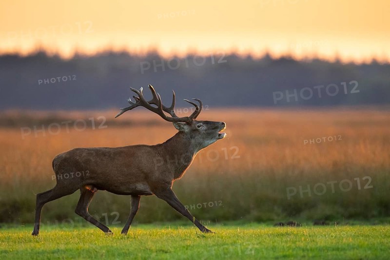 Red deer (Cervus elaphus), rut, Hoenderloo, Gelderland, Netherlands