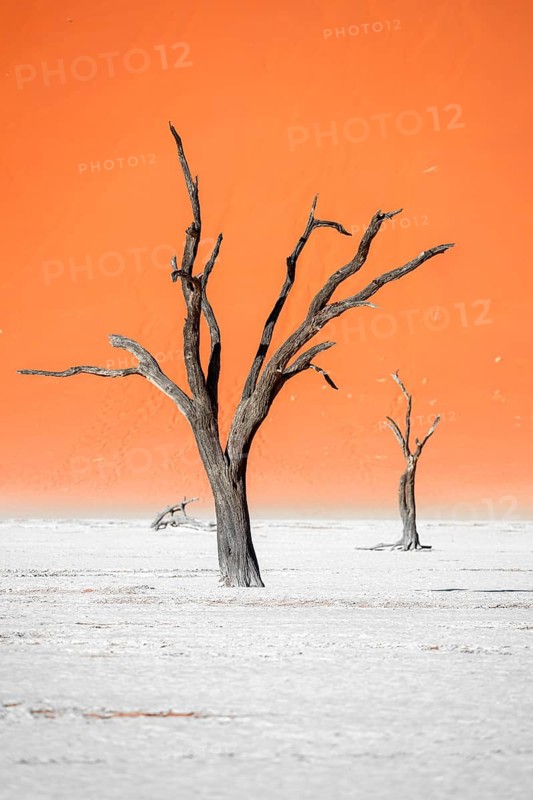 Dead camel thorn trees (Vachellia erioloba), red sand dunes, white salt pan, Dead Vlei, Sossusvlei, Namib Desert, Namib-Naukluft Park, Namibia