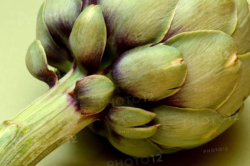 Artichoke, close-up, (Cynara scolymus)