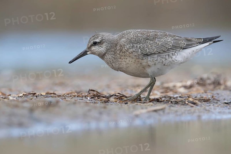 Red Knot (Calidris canutus) foraging, Mecklenburg-Western Pomerania, Germany