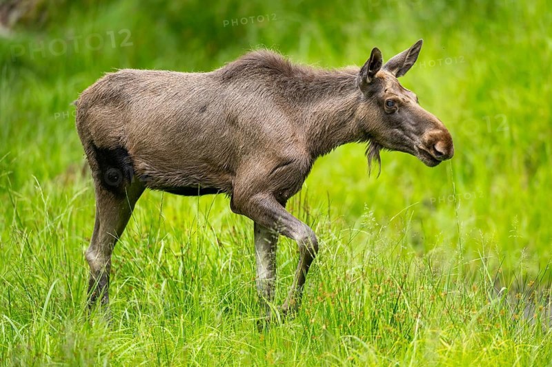 Eurasian elk (Alces alces) walking on a meadow in early summer, Bavarian Forest, Bavaria, Germany