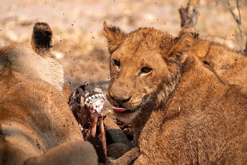 Lion pack with kill, lion (Panthera Leo) eats buffalo, savanna, Moremi Game Reserve, Botswana
