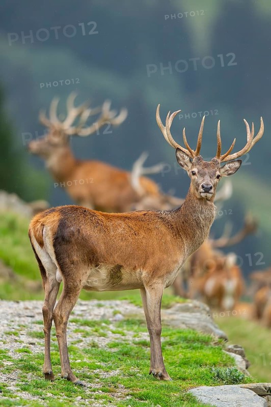 Red deer (Cervus elaphus) stag on a meadow in tirol, Kitzbühel, Wildpark Aurach, Austria