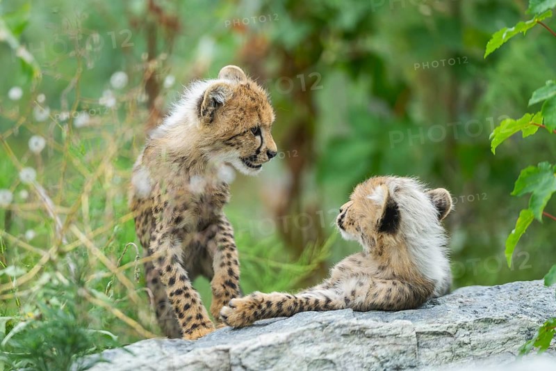 Cheetah (Acinonyx jubatus) youngsters on a rock, captive, occurrence Africa
