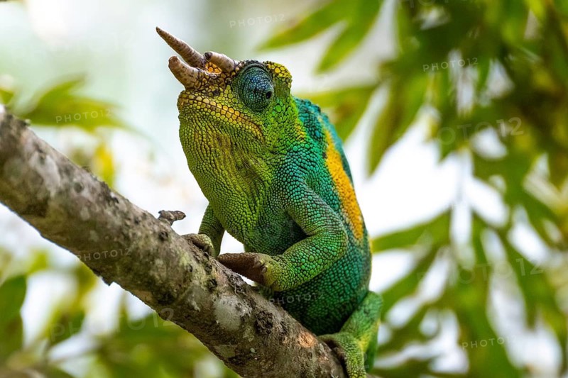 Three-horned chameleon (Trioceros jacksonii), male, Bwindi Impenetrable Forest National Park, Uganda