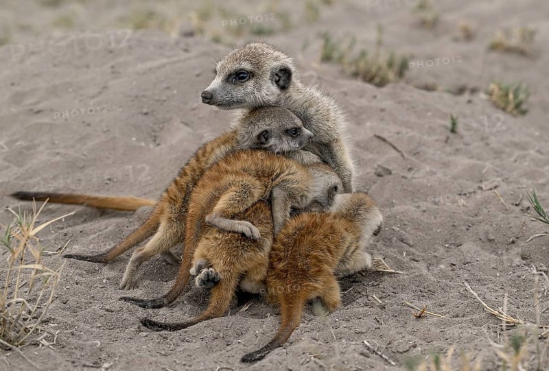 Meerkats or suricates (Suricata suricatta), mother with young, Makgadikgadi Salt Pans, Makgadikgadi Pans National Park, Central District, Botswana
