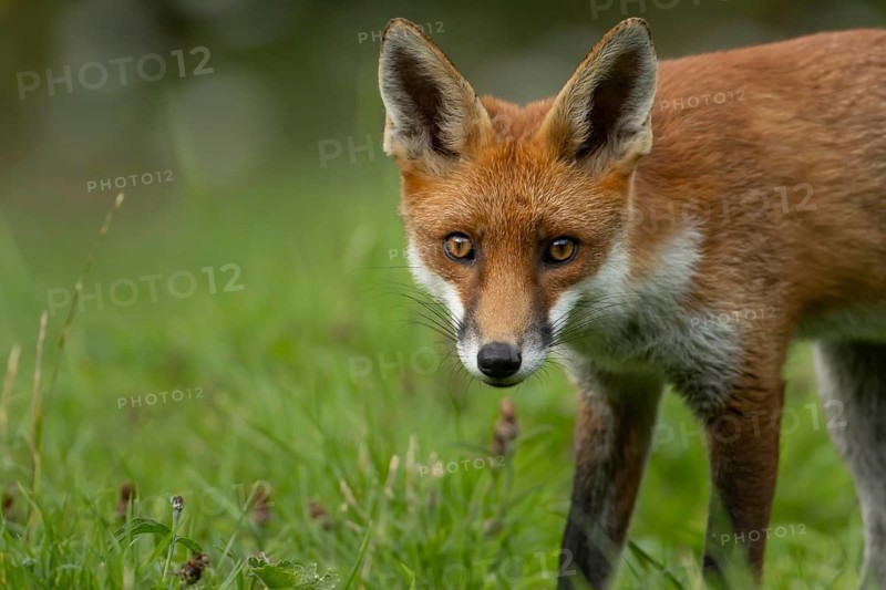 Red fox (Vulpes vulpes) adult animal in countryside grassland in summer, England, United Kingdom