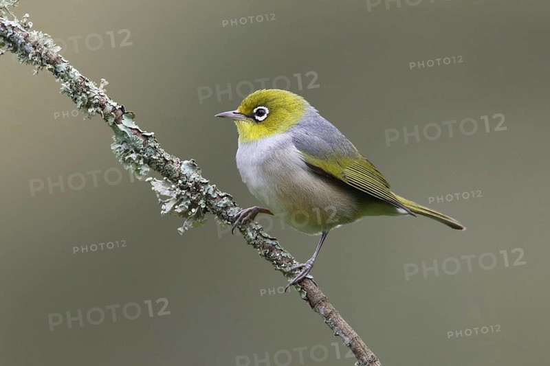 Silvereye (Zosterops lateralis) perched on a branch, Victoria, Australia