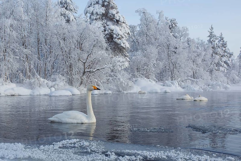 Whooper Swan (Cygnus cygnus), Finland