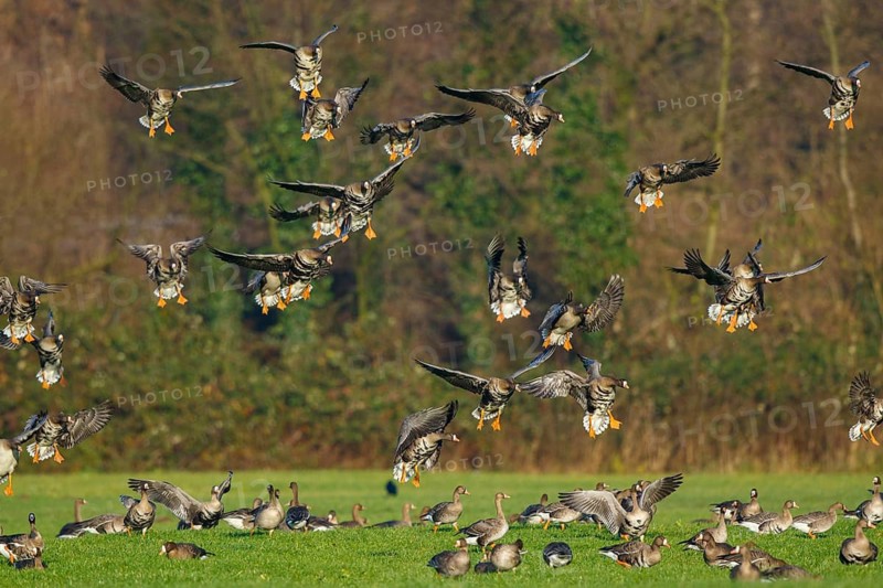 Greater White-fronted Goose (Anser albifrons) flock landing, North Rhine-Westphalia, Germany