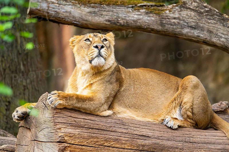 Asiatic lion (Panthera leo persica) female lying on a tree trunk, captive, Germany