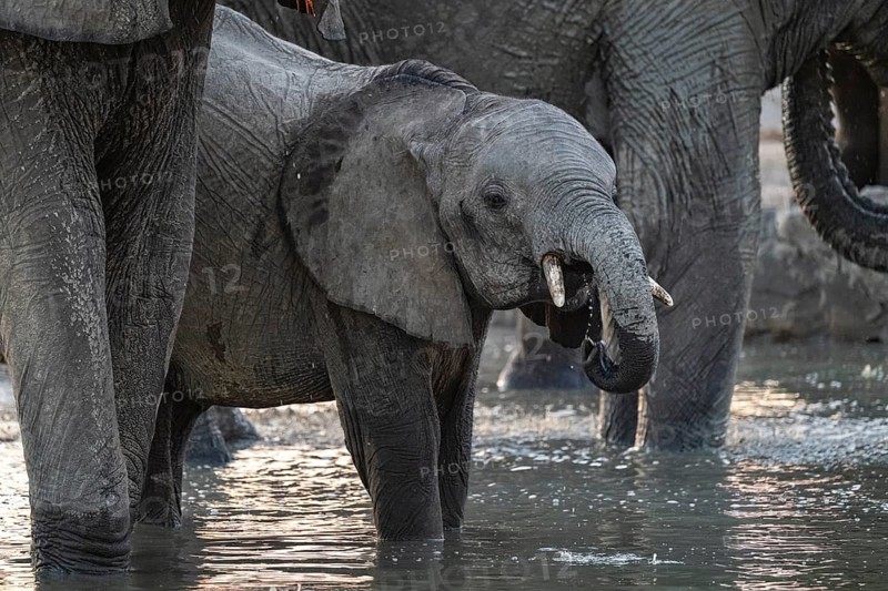 Herd of elephants, African elephant (Loxodonta africana) with young at the waterhole, sunset, Savuti, Chobe National Park, Botswana