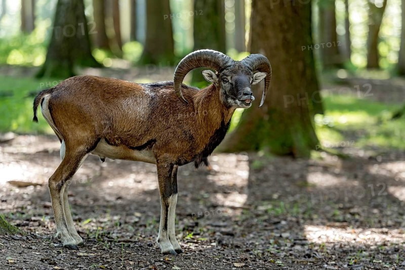 European mouflon (Ovis gmelini musimon), mouflon deer, male calling during the rutting season in a sunlit forest, sun rays penetrating through the trees, soft shadows, Poing Wildlife Park, Upper Bavaria, Bavaria, Germany