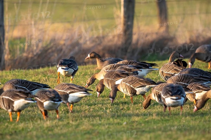 Bislicher Insel, nature reserve on the Rhine, Altrheinarm, near Xanten, Lower Rhine, Wesel district, one of the few floodplain landscapes in Germany, in winter over 20, 000 wild birds, many arctic geese species pause and hibernate, here coot geese, North Rhine-Westphalia, Germany