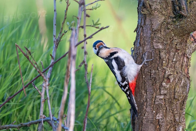 Attentive great spotted woodpecker (Dendrocopos major) on the trunk of a cherry tree in front of a lush green meadow, Baden-Württemberg, Germany