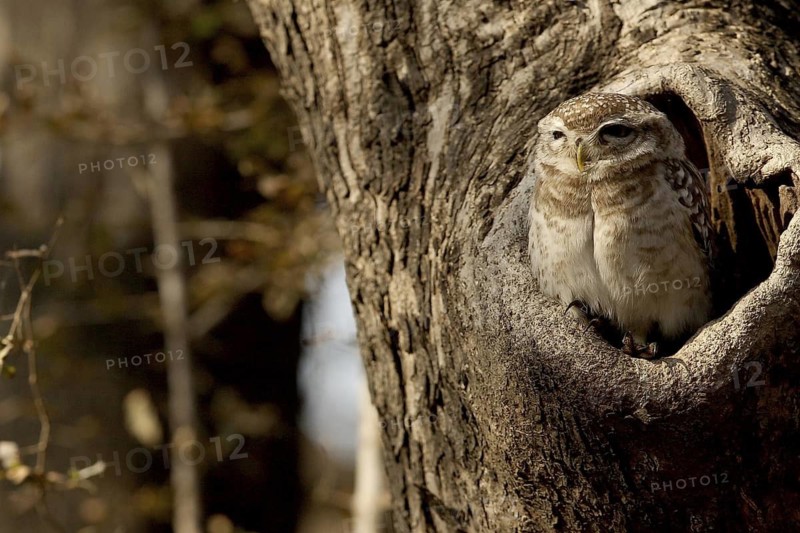 Spotted Owlet (Athene brama) juvenile in breeding cavity, Rajasthan, India