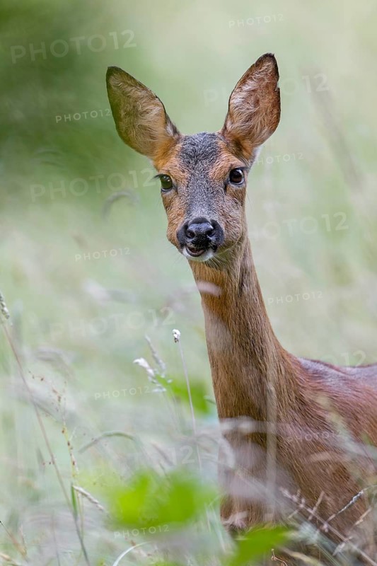 Portrait of a ruminating doe (Capreolus capreolus), portrait, attentive, June, Germany