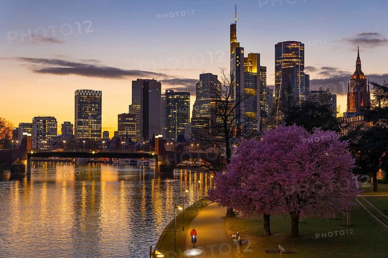The ornamental cherries on the banks of the Main are blooming in front of Frankfurt's banking skyline, Frankfurt am Main, Hesse, Germany
