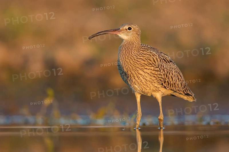 Eurasian Curlew (Numenius arquata) foraging, Poland