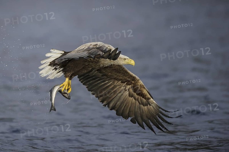 White-tailed Eagle (Haliaeetus albicilla) flying, Nord-Trondelag, Norway