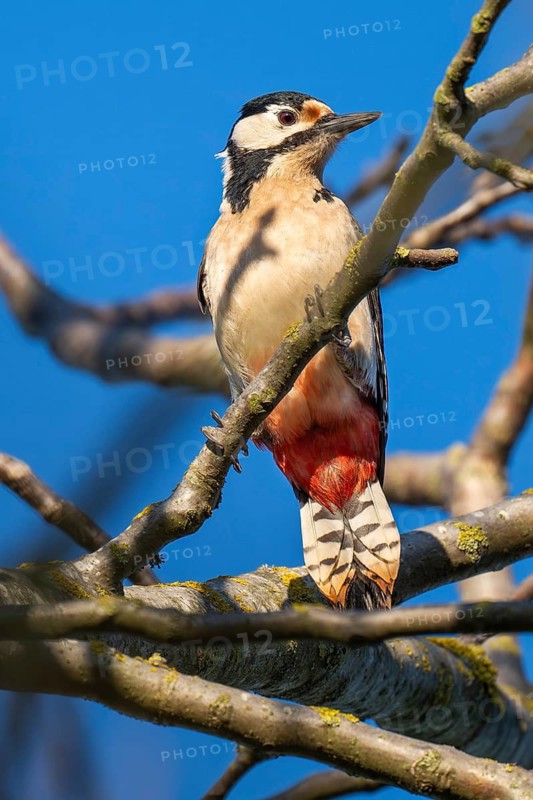 Great spotted woodpecker (Dendrocopos major) in a walnut tree, Baden-Württemberg, Germany