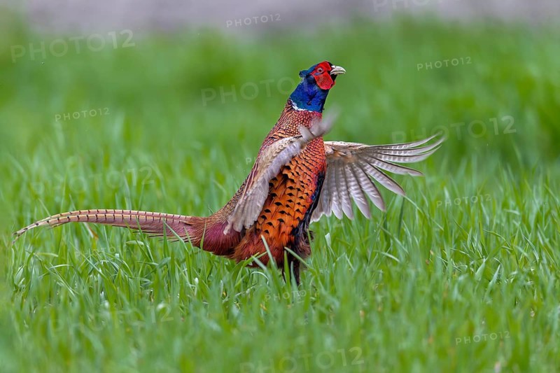 The powerful wing beats of mating pheasant cocks (Phasianus colchicus) often lift them off the ground at the end of the mating ritual, mating season, mating dress, mating season, mating ritual, April, Germany