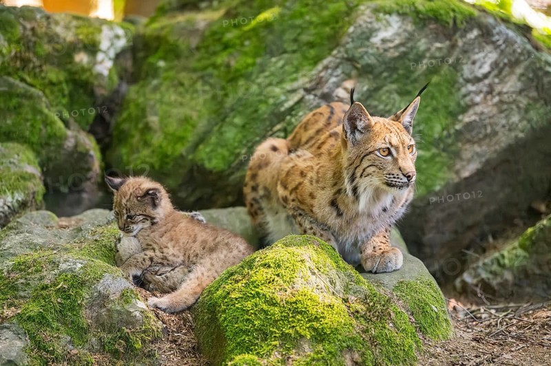 Eurasian lynx (Lynx lynx) mother with her youngsters (cubs) lying on a rock in a forest, Bavaria, Germany
