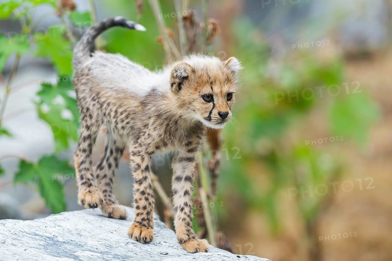 Cheetah (Acinonyx jubatus) youngster standing on a rock, captive, occurrence Africa