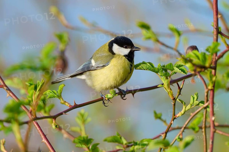 Great tit sitting on a sunny branch, surrounded by green foliage, Great tit (Parus major), spring, bird island, Altmühlsee, Muhr am See, Gunzenhausen, Franconian Lake District, Bavaria, Germany
