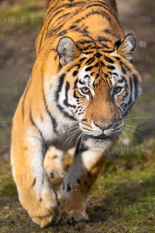 Siberian tiger (Panthera tigris tigris) walking in a forest, captive, incidence in Russia and Northeast China