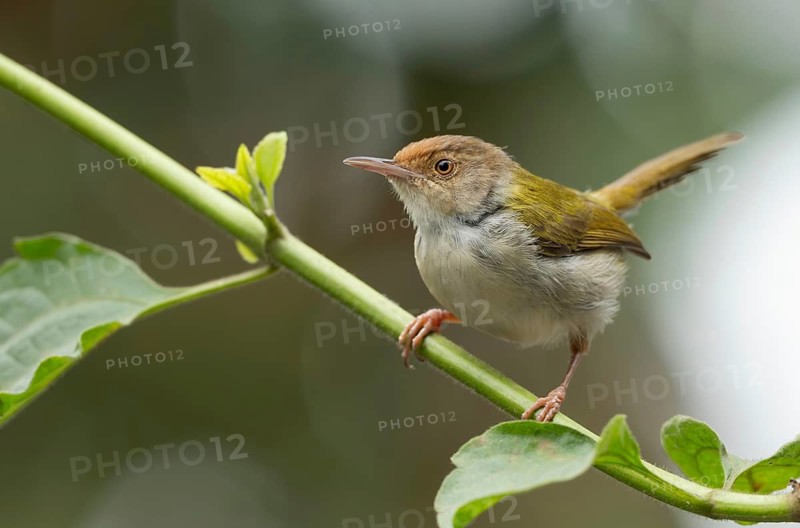 Common Tailorbird (Orthotomus sutorius) perched in a leafy tree, Sreepur, Gazipur, bangladesh