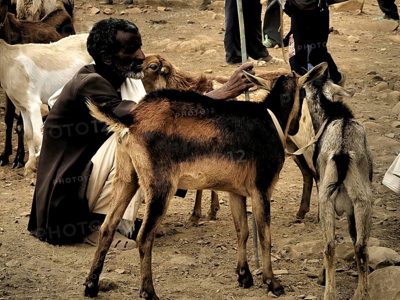 A man sits on the ground and interacts with goats (caprae) at an animal market, Ethiopia
