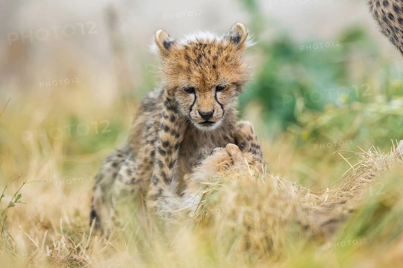 Cheetah (Acinonyx jubatus) youngsters playing with each other, captive, occurrence Africa