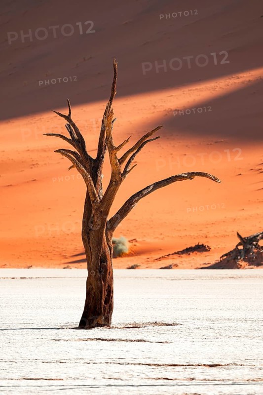 Dead camel thorn trees (Vachellia erioloba), red sand dunes, white salt pan, Dead Vlei, Sossusvlei, Namib Desert, Namib-Naukluft Park, Namibia